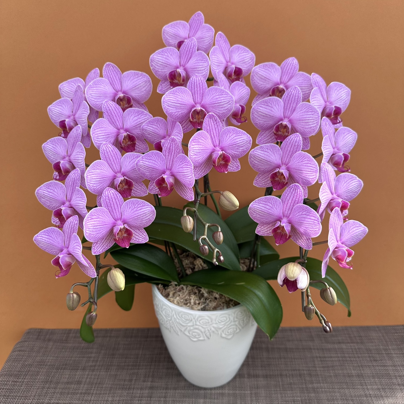 ★現品限り★スプリングシャワー３株３本立ち おまかせラッピング付陶器鉢入り・送料込み【お届け可能期間：～1/21】[r-ol-3f-srs-20250115］