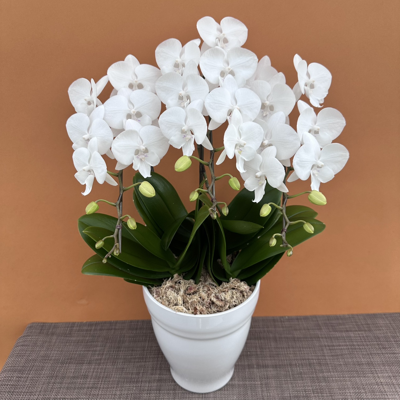 ★現品限り★氷晶３株３本立ち おまかせラッピング付陶器鉢入り・送料込み【お届け可能期間：～1/21】[r-ol-3f-hys-20250115］