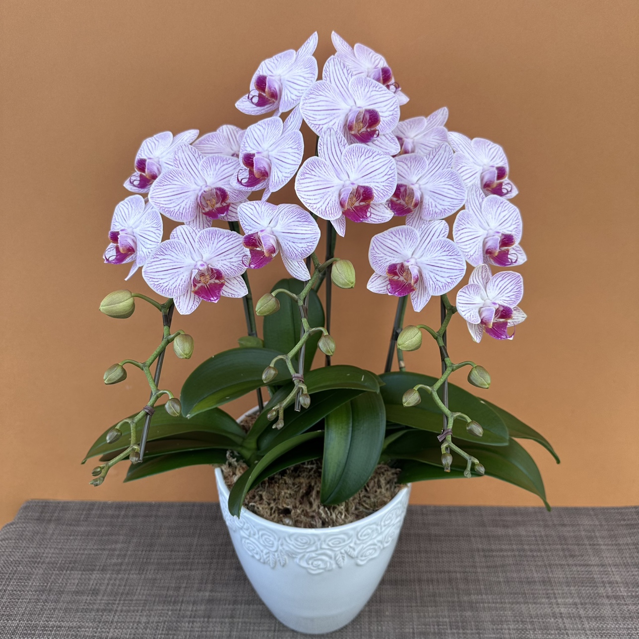 ★現品限り★ピンクフレアー３株３本立ち おまかせラッピング付陶器鉢入り・送料込み【お届け可能期間：～1/28】[r-ol-3f-pkf-20250122］