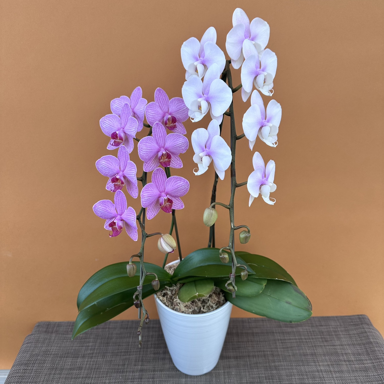 ★現品限り★ピンクMIX２株２本立ち おまかせラッピング付陶器鉢入り・送料込み【お届け可能期間：～1/28】[r-ol-2f-mix-20250122］