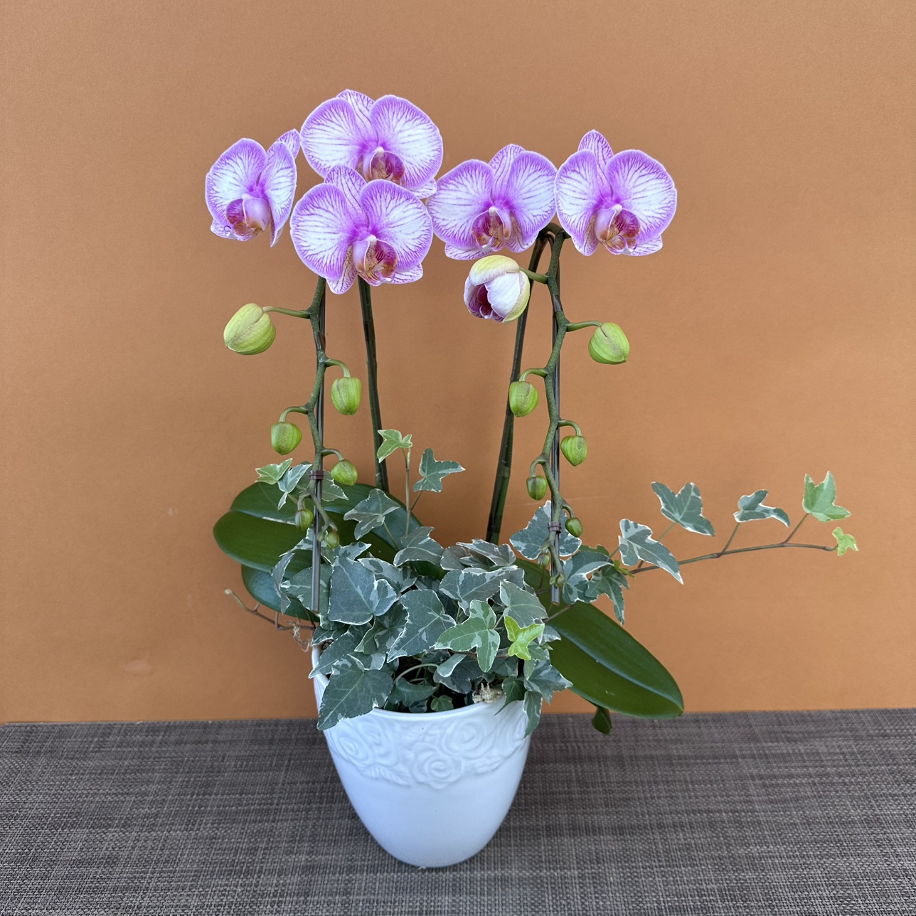 ★現品限り★ラブリーエフェクト１株２本立ちアイビー寄せ おまかせラッピング付陶器鉢入り・送料込み【お届け可能期間：～1/28】[r-ol-2f-lre-20250122］