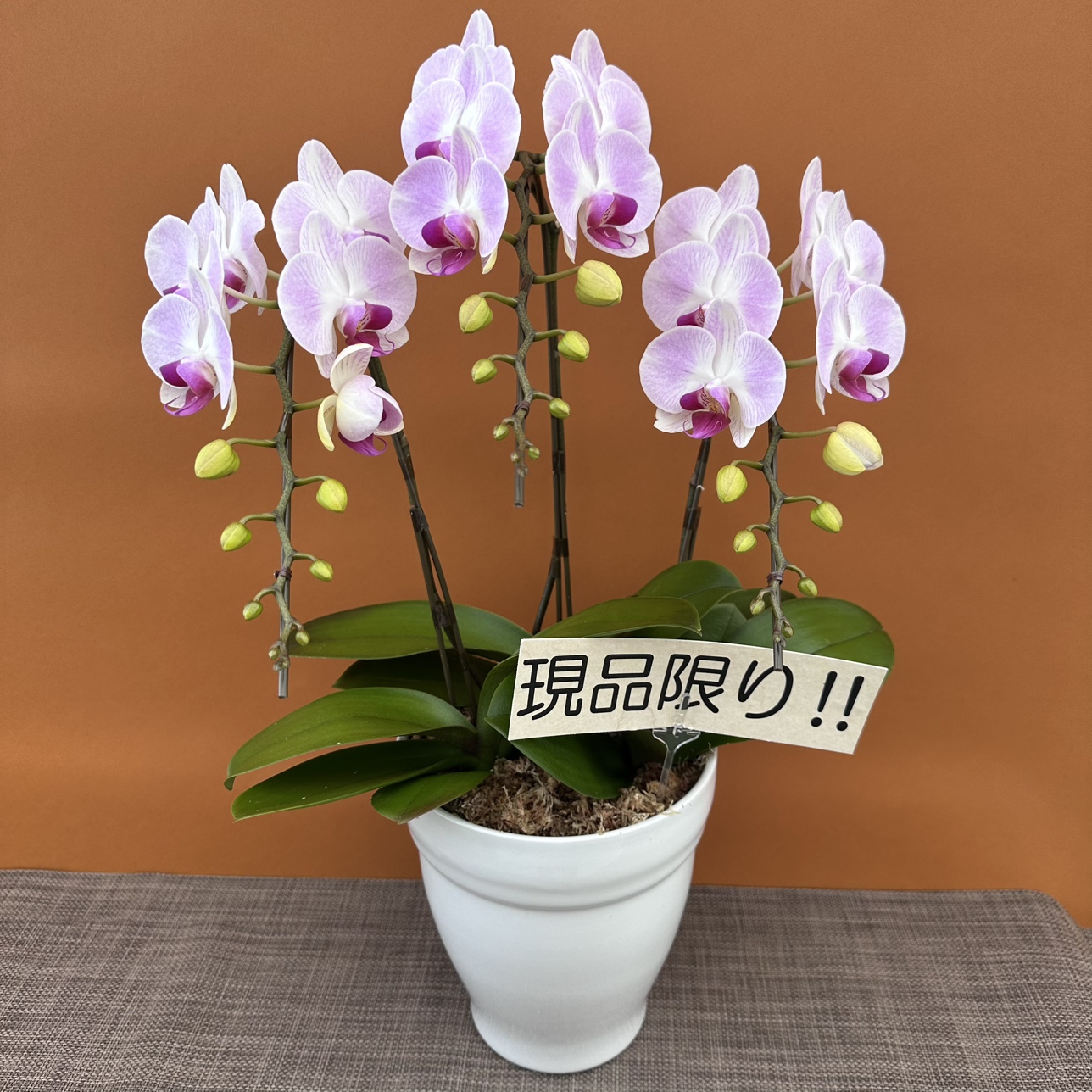 ★現品限り★エスプリ3本立ちおまかせラッピング付陶器鉢入り・送料込み【お届け可能期間：～5/14】[r-ol-3f-esp-20250508］
