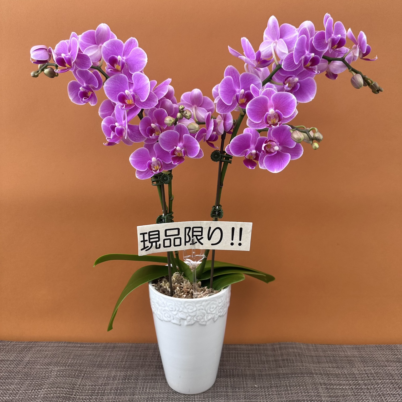 ★現品限り★フライデーフラート1株2本立ちおまかせラッピング付陶器鉢入り・送料込み【お届け可能期間：～6/11】[r-ol-2f-frf-20250606］
