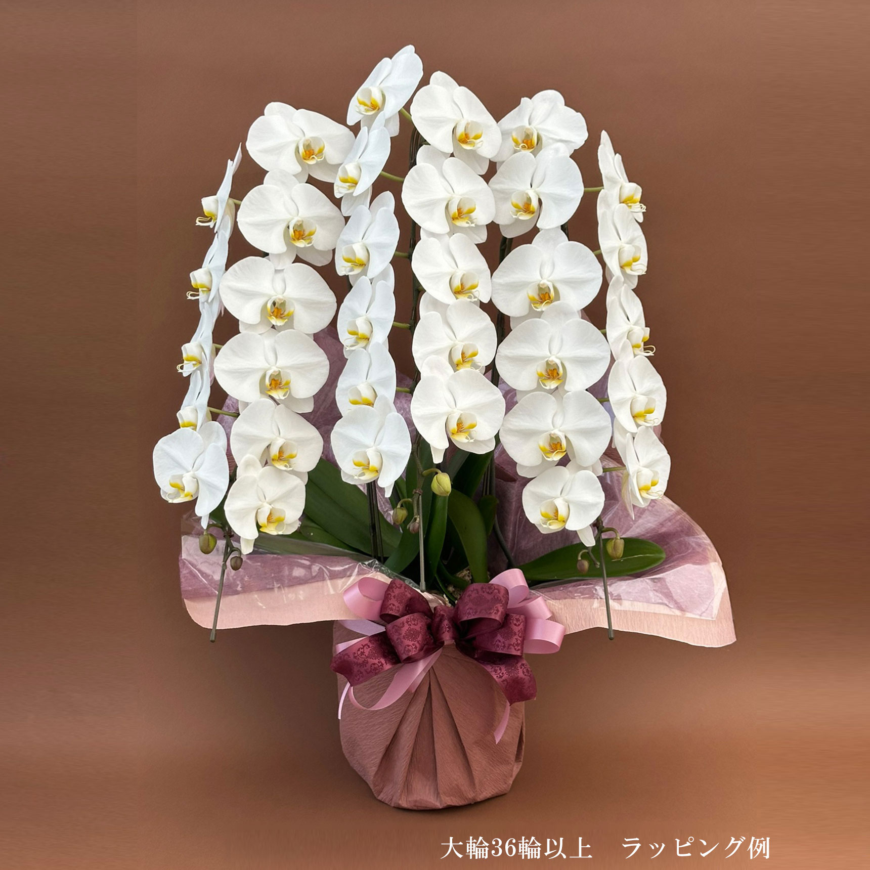胡蝶蘭 大輪 ３本立ち 36輪以上(蕾含む)　ヤマト配送 [r-midi6f]