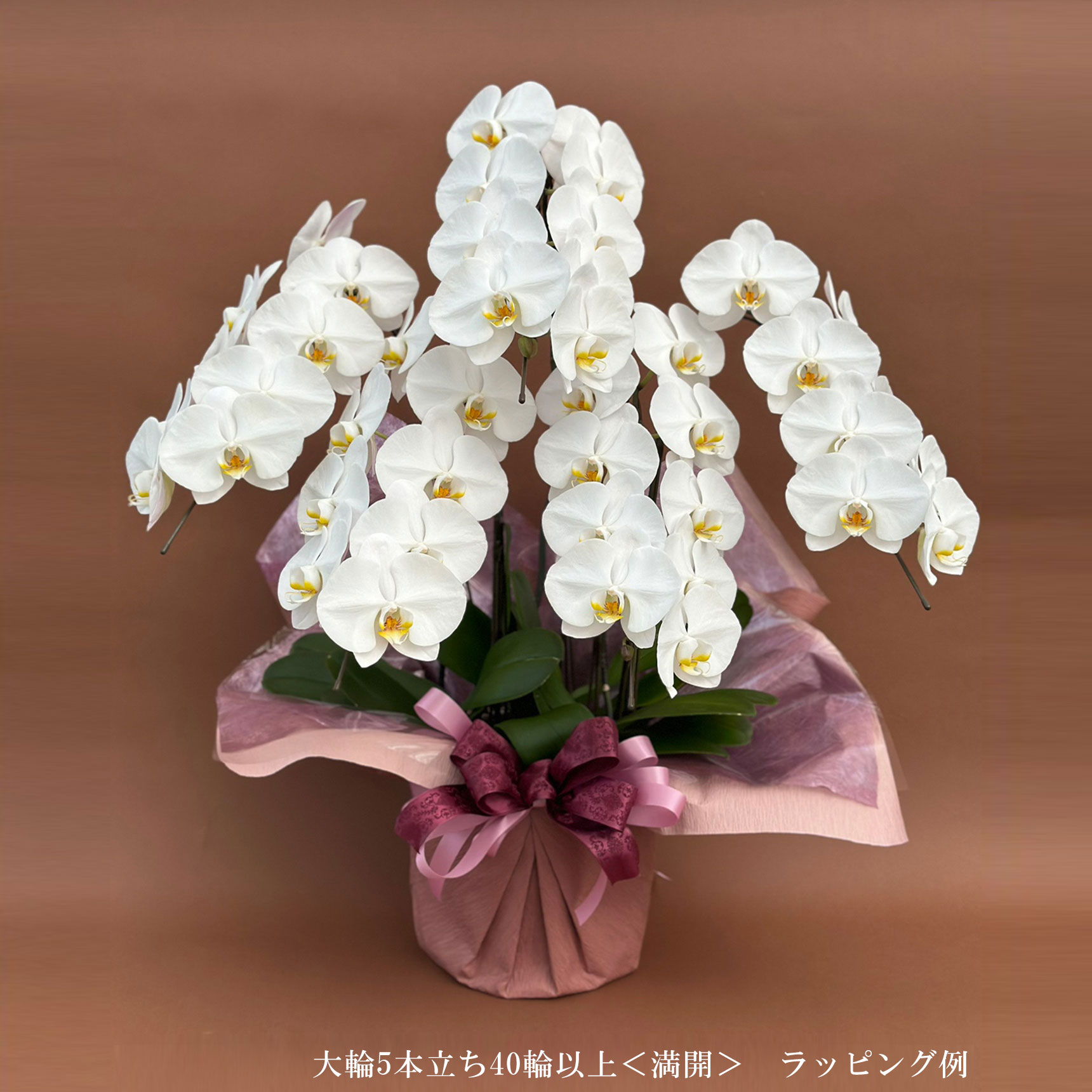 胡蝶蘭 大輪 ５本立ち 40輪以上(蕾含む)　華やかな満開も選択可　ヤマト配送 [r-tai40-f]