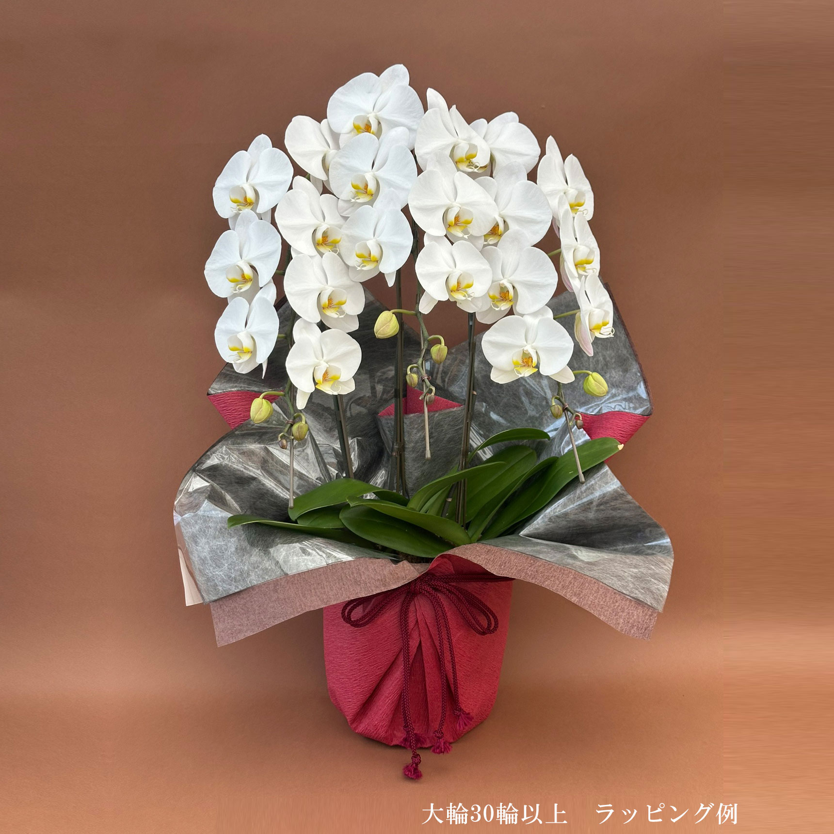 胡蝶蘭 大輪 ３本立ち 30輪以上(蕾含む)　華やかな満開も選択可　ヤマト配送 [r-midi6f]