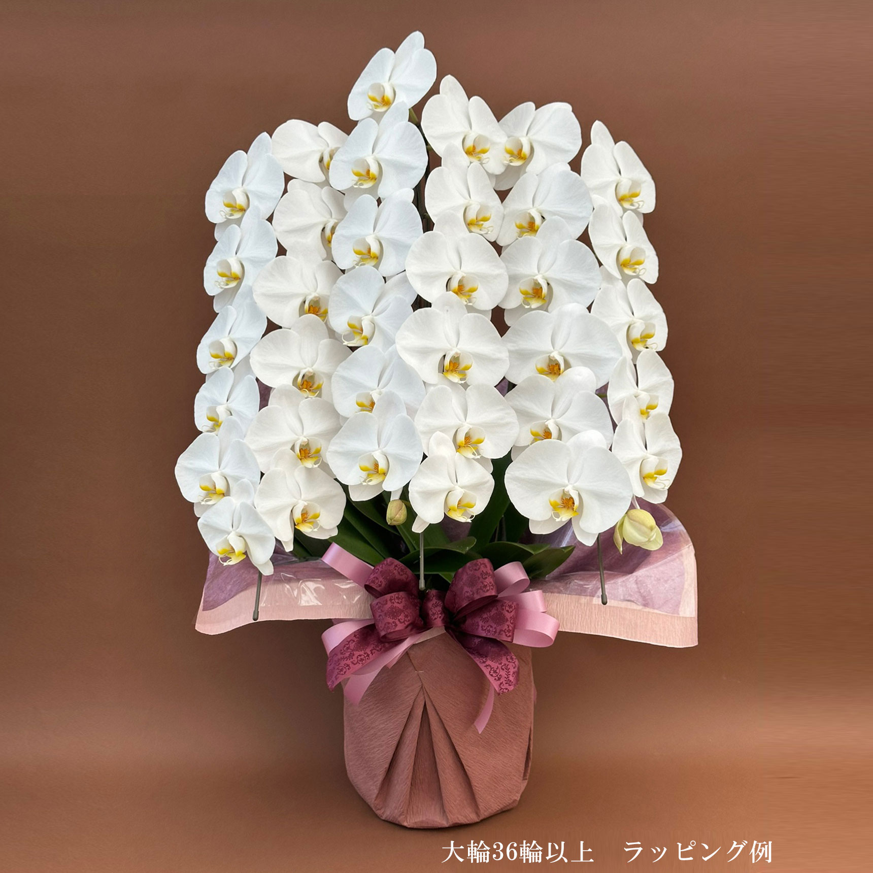 胡蝶蘭 大輪 ３本立ち 36輪以上(蕾含む) 　ヤマト配送 [r-tai0009-f]