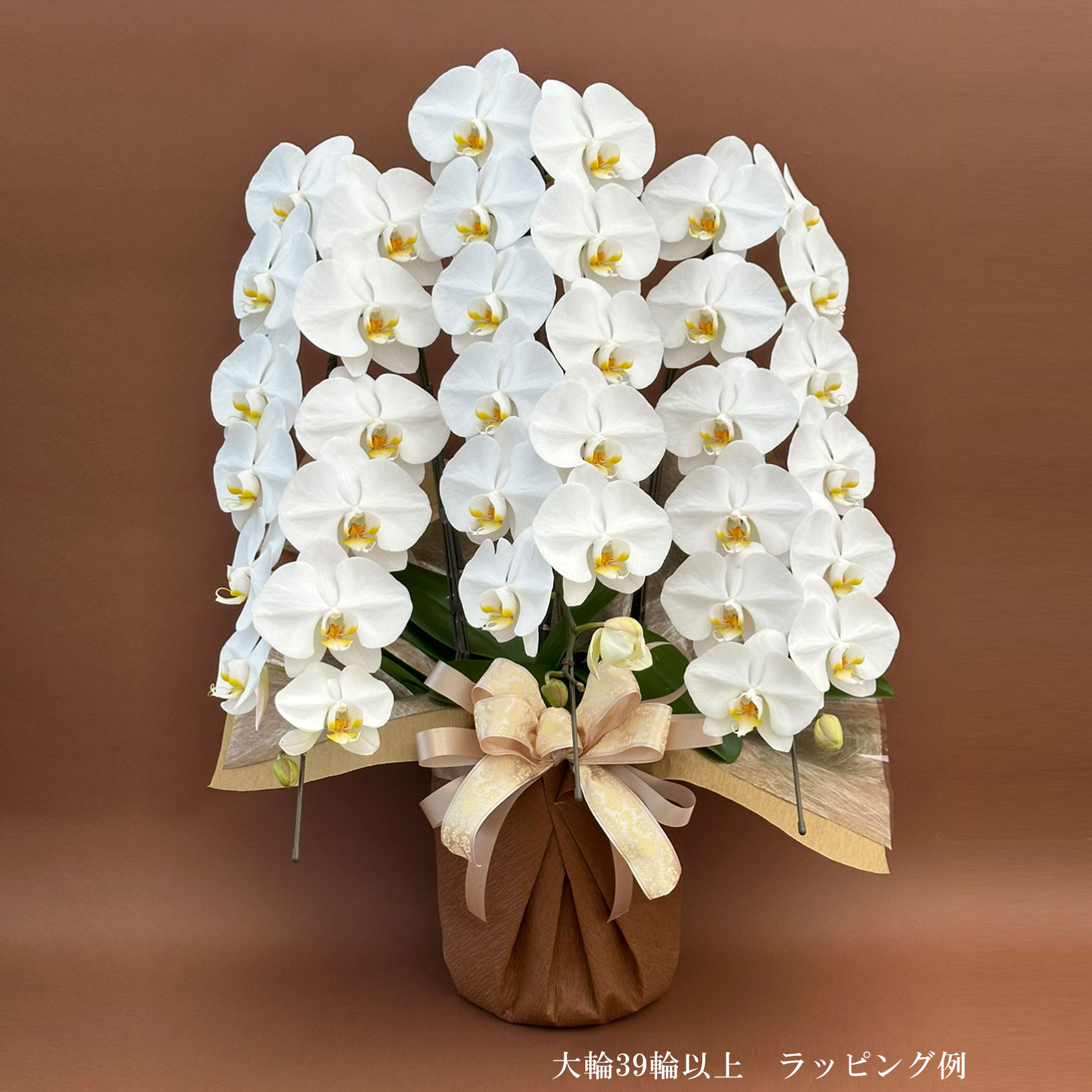 胡蝶蘭 大輪 ３本立ち 39輪以上(蕾含む) 　ヤマト配送 [r-tai0007-f]