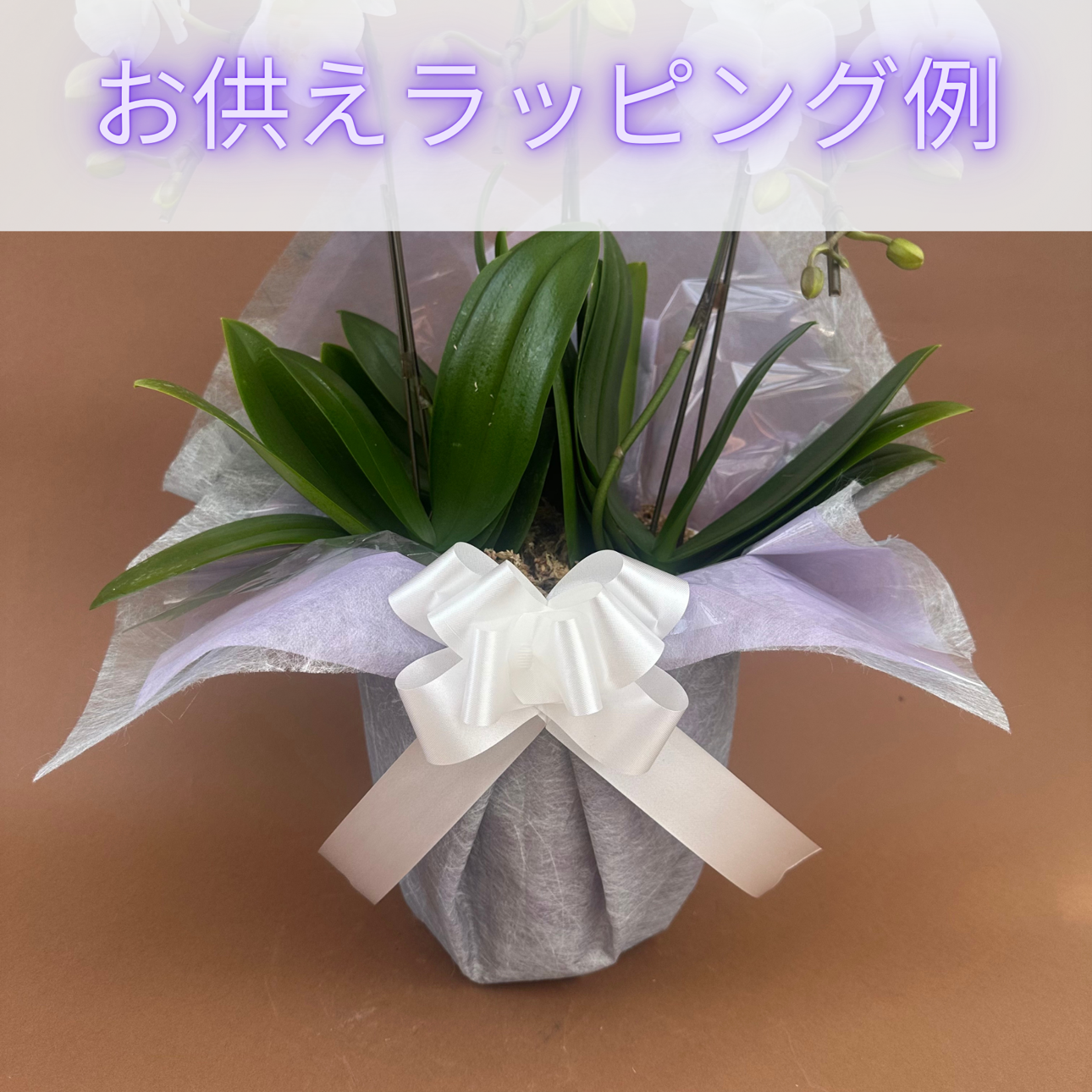 UMEILO 春火鉢 スタジオ エム :: 春宵 :: 春宵 5.5寸楕円鉢 - マルミツウェブ