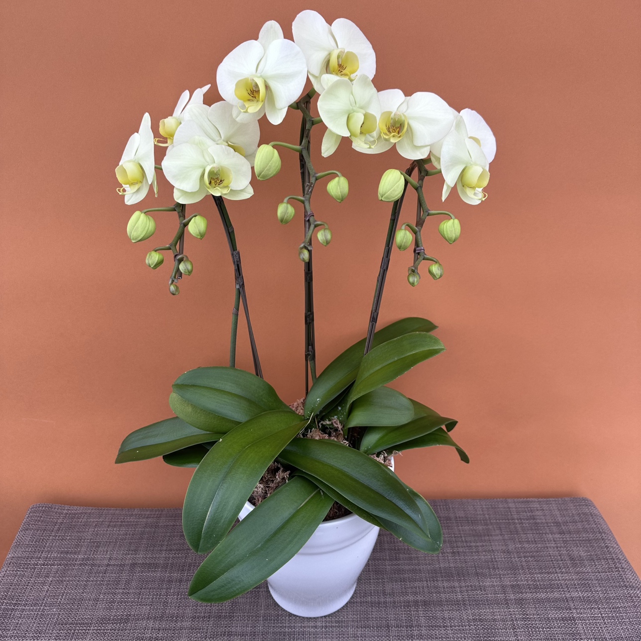 ✨美品☆生花鉢、華道家、価値ある華鉢！ ✨美品☆生花鉢、華道家、価値ある華鉢！ ✨美品☆