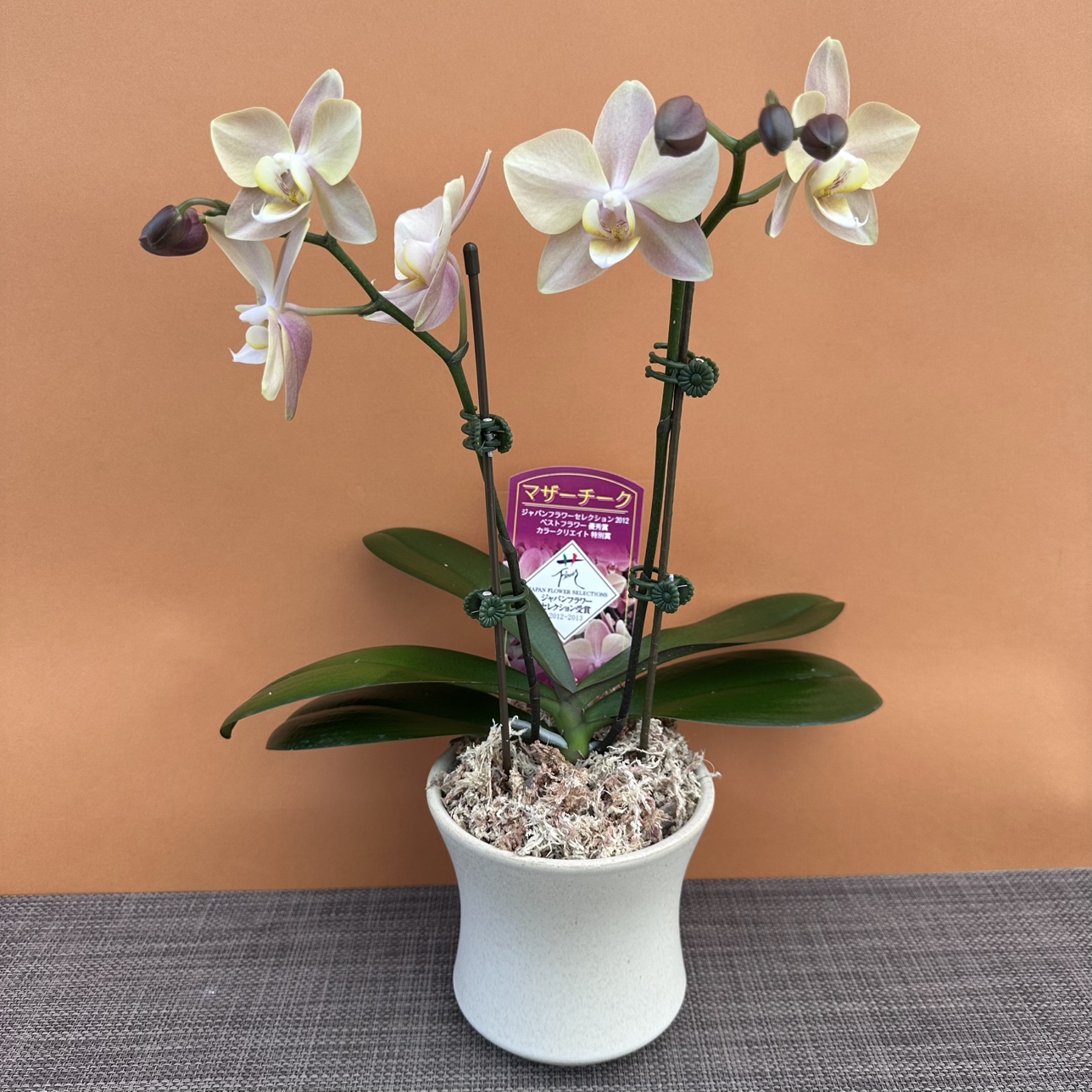 ★現品限り★マザーチーク１株２本立ち おまかせラッピング付陶器鉢入り・送料込み【お届け可能期間：～11/5】[r-ol-2f-mtc-20251030］