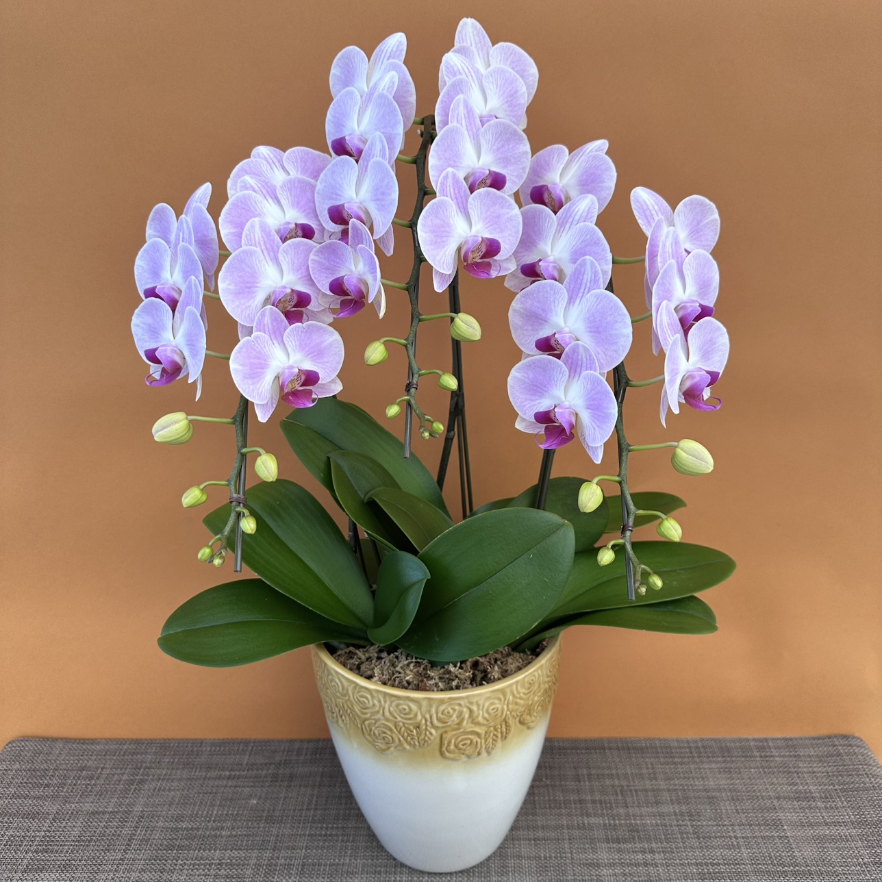 ★現品限り★エスプリ３株３本立ち おまかせラッピング付陶器鉢入り・送料込み【お届け可能期間：～11/5】[r-ol-3f-esp-20251030］