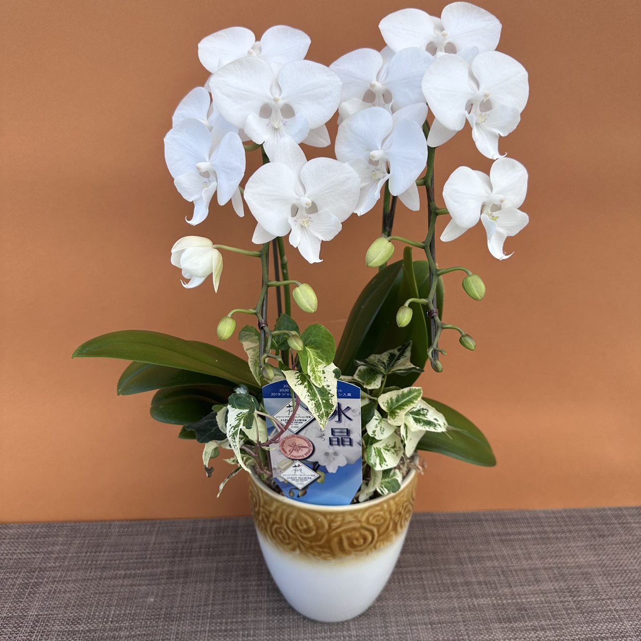 ★現品限り★氷晶1株２本立ちアイビー寄せ おまかせラッピング付陶器鉢入り・送料込み【お届け可能期間：～11/5】[r-ol-2f-hys-20251030］