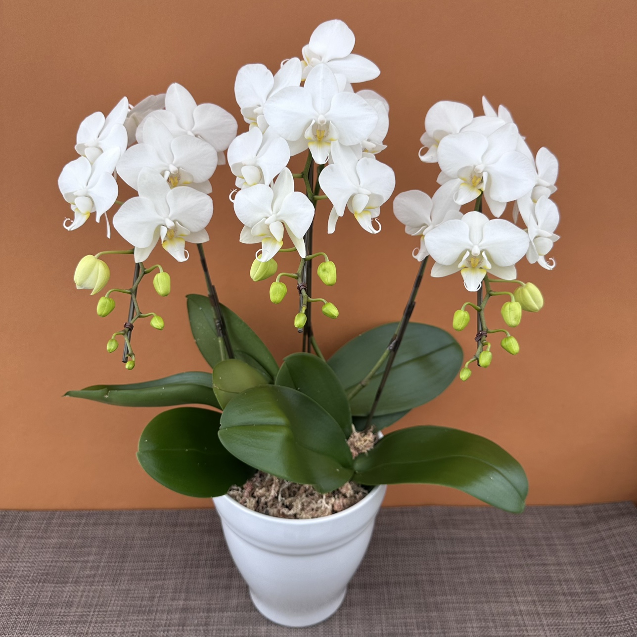 ★現品限り★ドリームスワン３株３本立ち おまかせラッピング付陶器鉢入り・送料込み【お届け可能期間：～11/26】[r-ol-3f-drs-20251120］