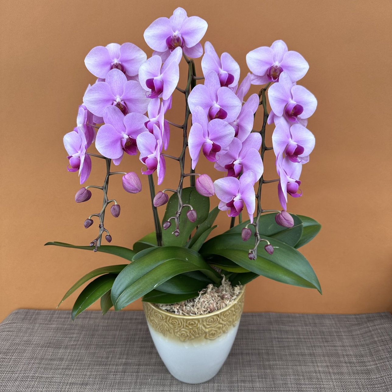 ★現品限り★ピンクスワロー３株３本立ち おまかせラッピング付陶器鉢入り・送料込み【お届け可能期間：～11/26】[r-ol-3f-pks-20251120］