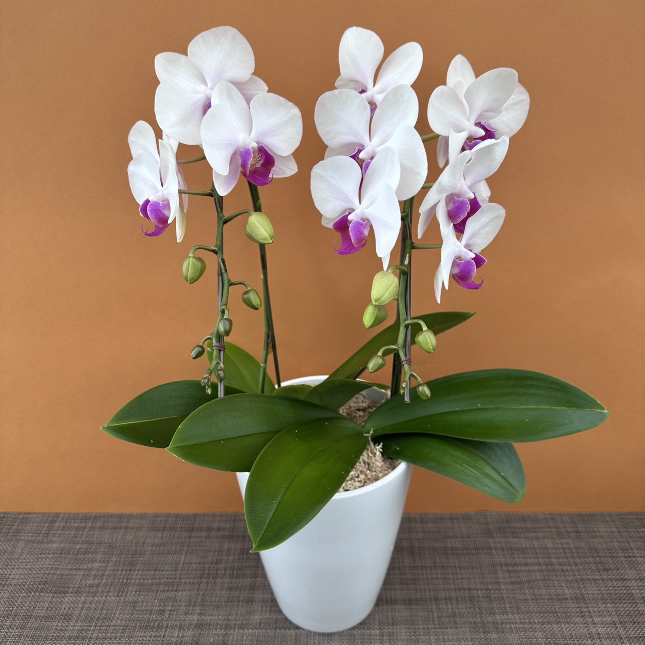 ★現品限り★ライジングサン2株２本立ち おまかせラッピング付陶器鉢入り・送料込み【お届け可能期間：～11/26】[r-ol-2f-rss-20251120］