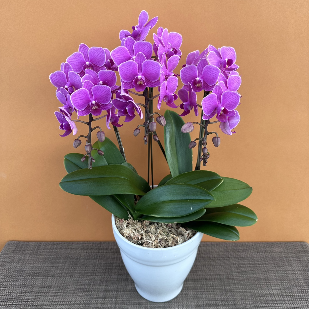 ★現品限り★ピンクタルト３株３本立ち おまかせラッピング付陶器鉢入り・送料込み【お届け可能期間：～12/3】[r-ol-3f-pkt-20251127］