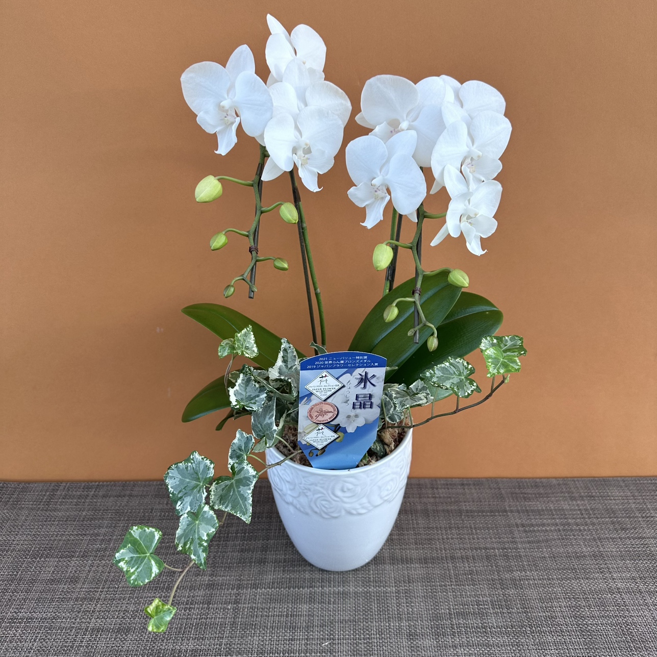 ★現品限り★氷晶1株２本立ちアイビー寄せ おまかせラッピング付陶器鉢入り・送料込み【お届け可能期間：～12/3】[r-ol-2f-hys-202511127］