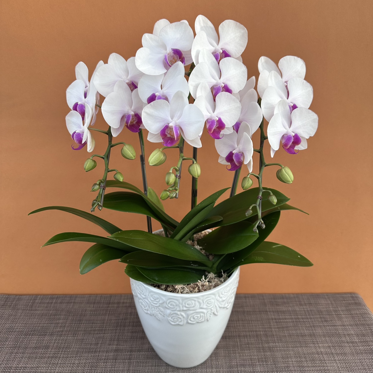 ★現品限り★ライジングサン３株３本立ち おまかせラッピング付陶器鉢入り・送料込み【お届け可能期間：～12/3】[r-ol-3f-rss-20251127］