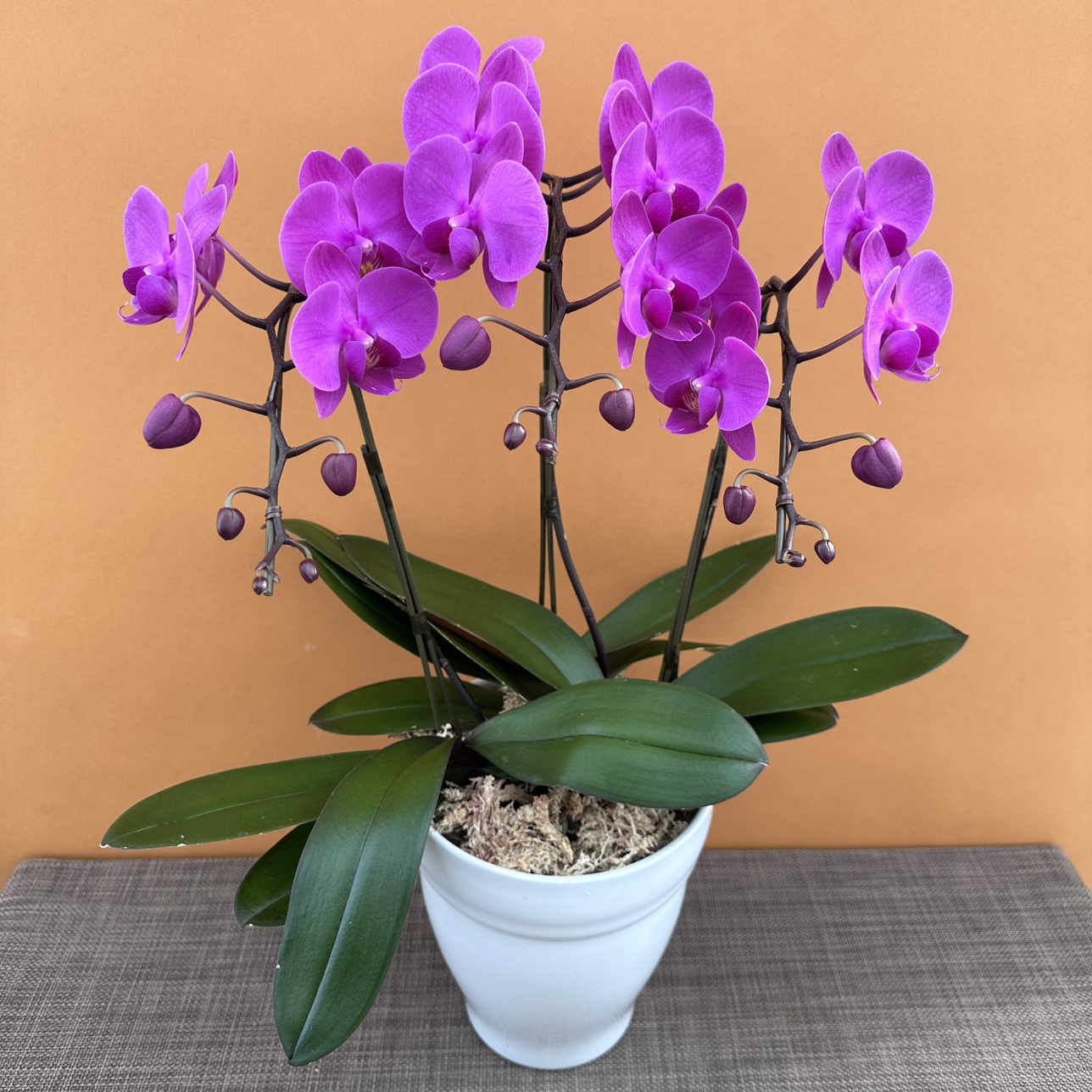 ★現品限り★ピンクモーヴ３株３本立ち おまかせラッピング付陶器鉢入り・送料込み【お届け可能期間：～12/10】[r-ol-3f-pkm-20251204］