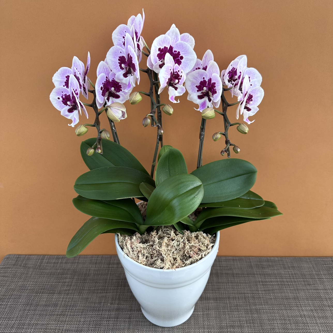 ★現品限り★インナーフレイム３株３本立ち おまかせラッピング付陶器鉢入り・送料込み【お届け可能期間：～12/17】[r-ol-3f-inf-20251211］