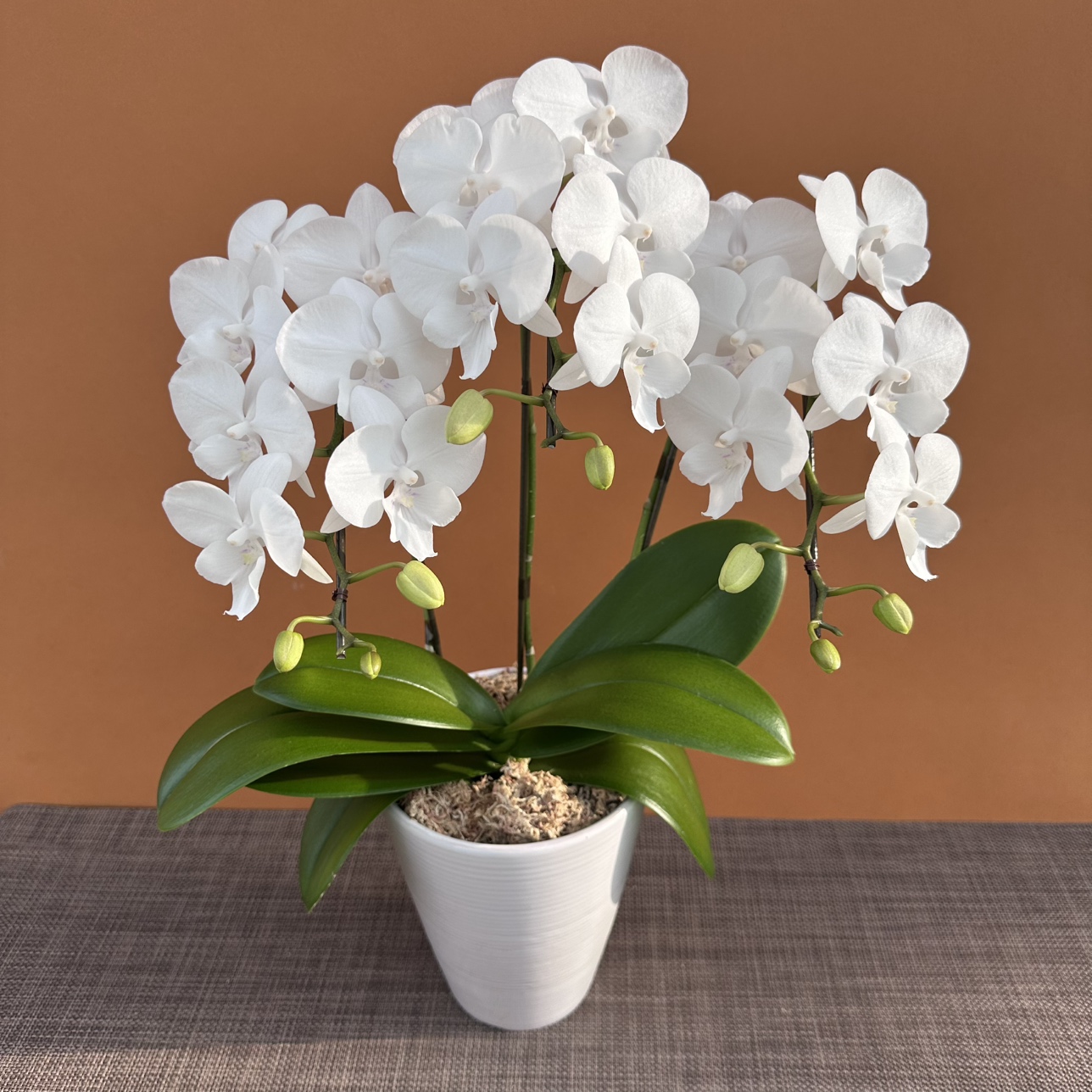 ★現品限り★氷晶１株３本立ち おまかせラッピング付陶器鉢入り・送料込み【お届け可能期間：～12/17】[r-ol-3f-hys-20251211］