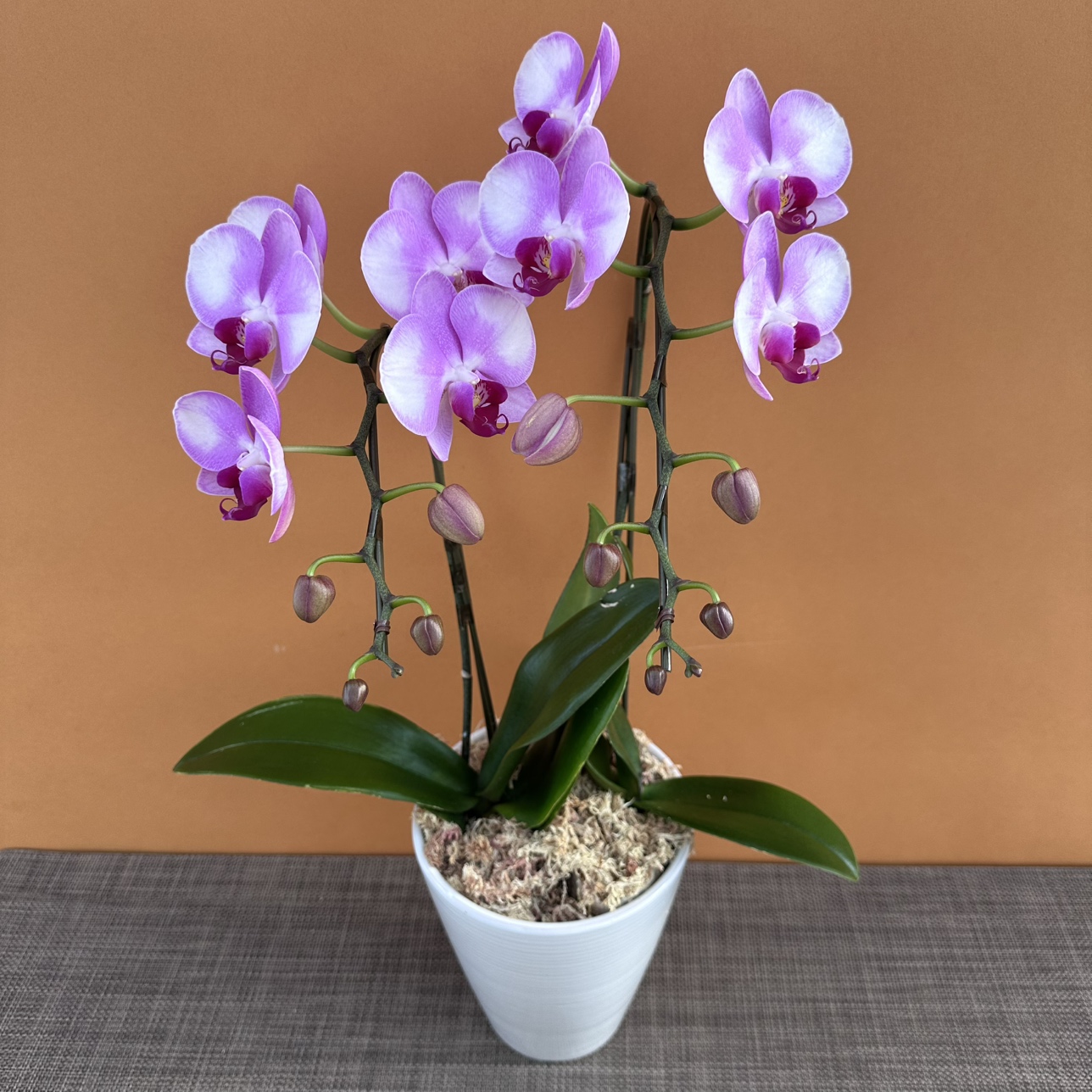 ★現品限り★リアーナ２株２本立ち おまかせラッピング付陶器鉢入り・送料込み【お届け可能期間：～12/17】[r-ol-2f-ran-202511211］