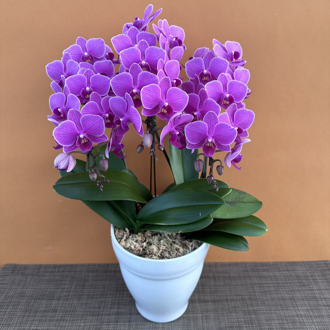 ★現品限り★ピンクタルト３株３本立ち おまかせラッピング付陶器鉢入り・送料込み【お届け可能期間：～12/24】[r-ol-3f-pkt-20251218］